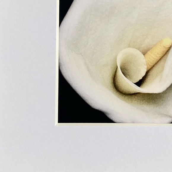 “CALISTA” ~ ORIGINAL ART by ~ @lisamichellebeckerphotography - Picture 4 of 13